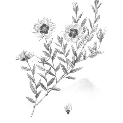 Cy gisent des roses noires