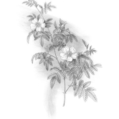 Cy gisent des roses noires