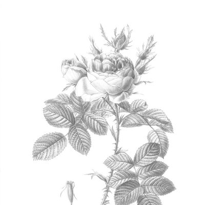 Cy gisent des roses noires